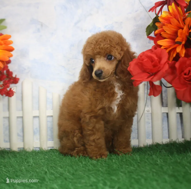 Riley, AKC Champion Sired – Poodle - Toy  puppy for sale in Butler, MO