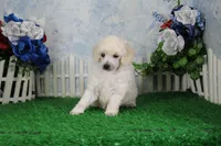 Pansy, AKC Champion Sired, a female Poodle - Toy  for sale in Butler, MO – 3 of 4