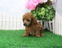 Bubbles, AKC Champion Sired, a female Poodle - Toy  for sale in Butler, MO – 2 of 6
