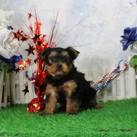 Yukon, AKC, a male Yorkshire Terrier for sale in Butler, MO – 5 of 9