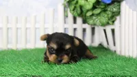 Landon, AKC, a male Yorkshire Terrier for sale in Butler, MO – 3 of 6