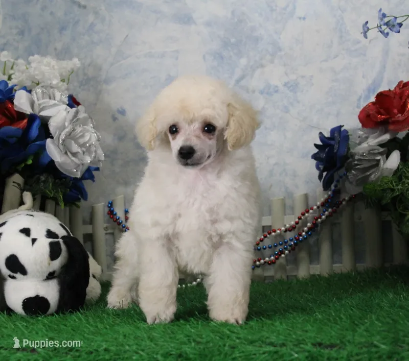 Stan, AKC Champion Sired – Poodle - Toy  puppy for sale in Butler, MO