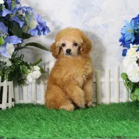 Bailey, AKC Champion Sired, a male Poodle - Toy  for sale in Butler, MO – 4 of 7