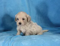 Josh, ICA, a male Maltipoo for sale in Butler, MO – 2 of 4