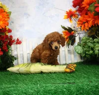 Riley, AKC Champion Sired, a male Poodle - Toy  for sale in Butler, MO – 4 of 4