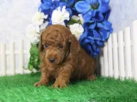 Marlo, AKC Champion Sired, a male Poodle - Toy  for sale in Butler, MO – 4 of 4