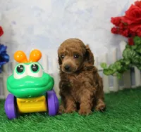Tate, AKC Champion Sired, a male Poodle - Toy  for sale in Butler, MO – 3 of 4