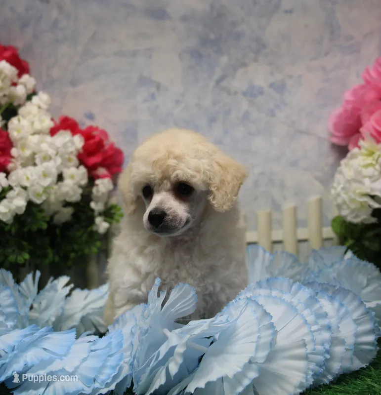 Lola, AKC Champion Sired – Poodle - Toy  puppy for sale in Butler, MO