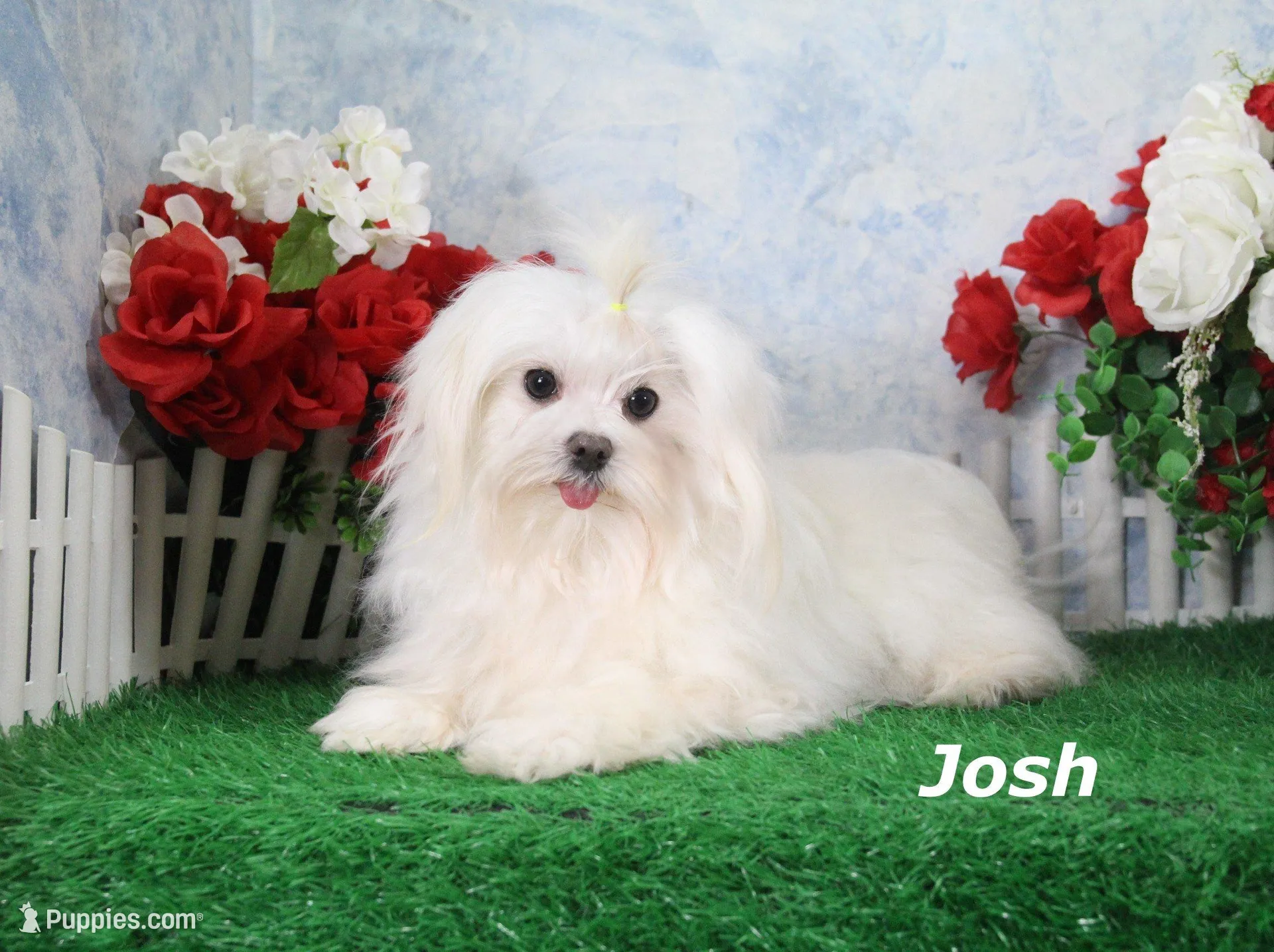 Jessie, a female Morkie for sale in Butler, MO – Photo 5 of 6