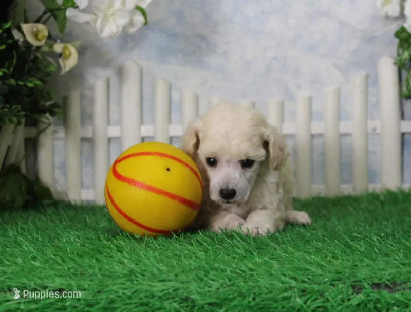 Ranger, AKC Champion Sired – Poodle - Toy  puppy for sale in Butler, MO