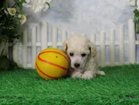 Ranger, AKC Champion Sired, a male Poodle - Toy  for sale in Butler, MO – 1 of 5