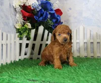 Bingo, AKC Champion Sired, a male Poodle - Toy  for sale in Butler, MO – 3 of 4