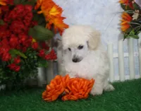 Diamond, AKC Champion Sired, a female Poodle - Toy  for sale in Butler, MO – 2 of 4