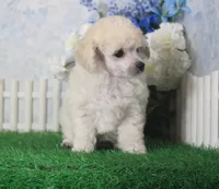 Polo, AKC Champion Sired, a male Poodle - Toy  for sale in Butler, MO – 4 of 4