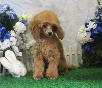 Skipper, AKC Champion Sired, a male Poodle - Toy  for sale in Butler, MO – 3 of 6