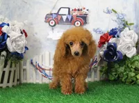 Skipper, AKC Champion Sired, a male Poodle - Toy  for sale in Butler, MO – 4 of 4
