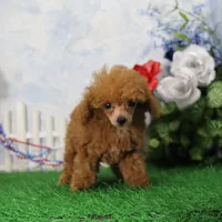 Cruise, AKC Champion Sired, a male Poodle - Toy  for sale in Butler, MO – 3 of 9