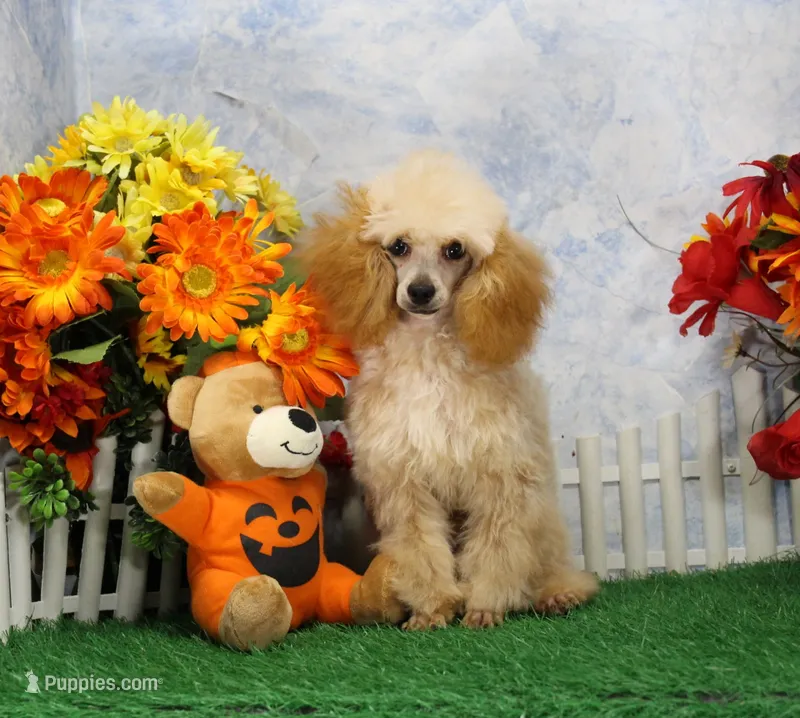 Archie, AKC Champion Sired – Poodle - Toy  puppy for sale in Butler, MO