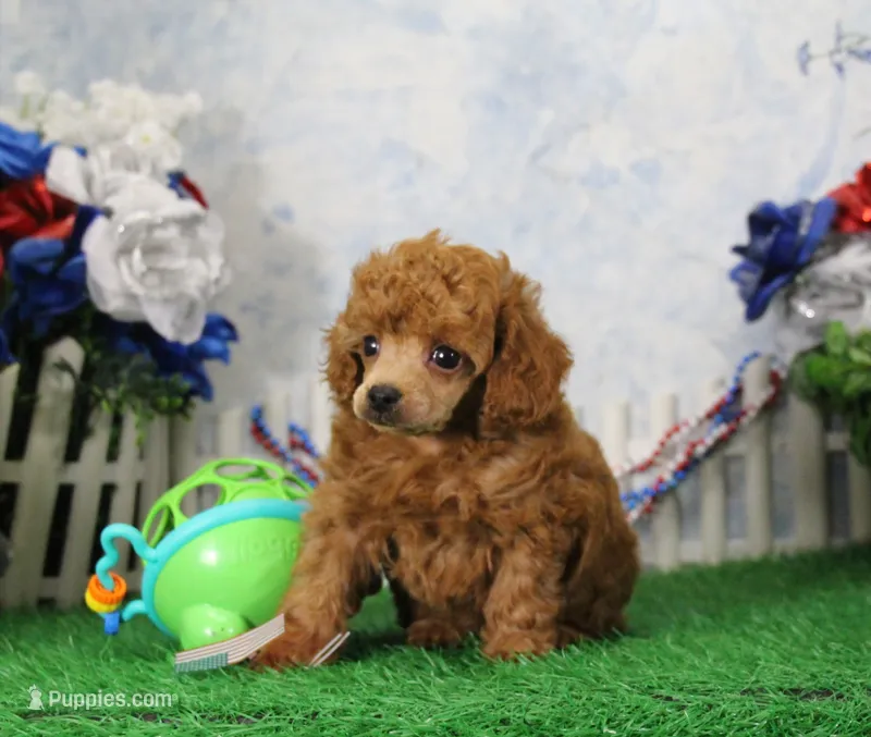Freddy, AKC Champion Sired – Poodle - Toy  puppy for sale in Butler, MO