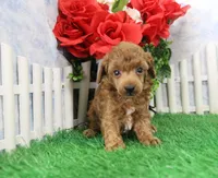 Blaze, AKC Champion Sired, a male Poodle - Toy  for sale in Butler, MO – Photo 3 of 6