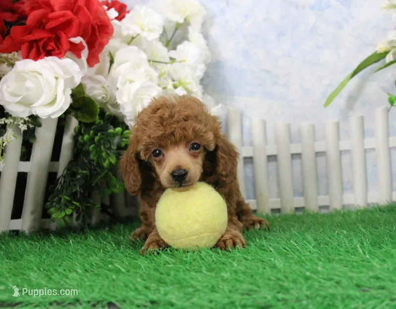 Blaze, AKC Champion Sired – Poodle - Toy  puppy for sale in Butler, MO