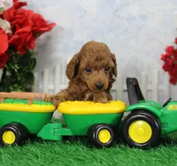 Blaze, AKC Champion Sired, a male Poodle - Toy  for sale in Butler, MO – Photo 1 of 6