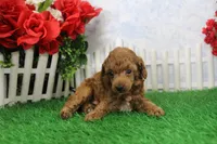 Blaze, AKC Champion Sired, a male Poodle - Toy  for sale in Butler, MO – Photo 4 of 6