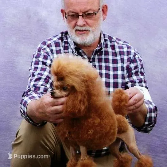 Blaze, AKC Champion Sired, a male Poodle - Toy  for sale in Butler, MO – Photo 5 of 6