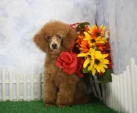 Tate, AKC Champion Sired, a male Poodle - Toy  for sale in Butler, MO – 2 of 8