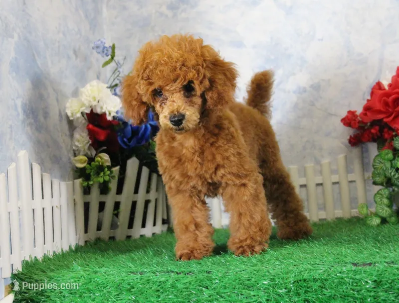 Banjo, AKC Champion Sired – Poodle - Toy  puppy for sale in Butler, MO