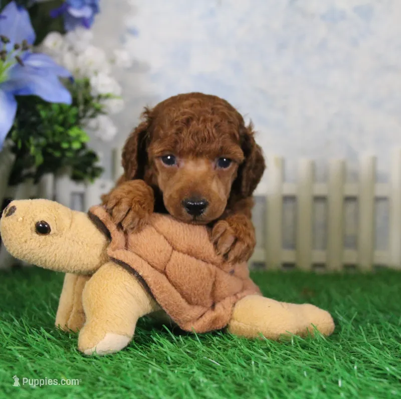 Falcon, AKC Champion Sired – Poodle - Toy  puppy for sale in Butler, MO