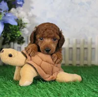 Falcon, AKC Champion Sired, a male Poodle - Toy  for sale in Butler, MO – 1 of 4