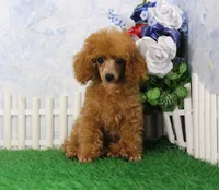 Skipper, AKC Champion Sired, a male Poodle - Toy  for sale in Butler, MO – 2 of 6