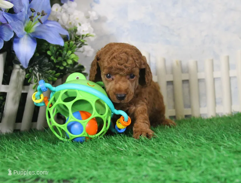 Marlo, AKC Champion Sired – Poodle - Toy  puppy for sale in Butler, MO