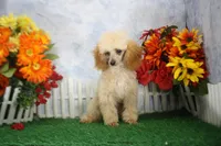 Archie, AKC Champion Sired, a male Poodle - Toy  for sale in Butler, MO – 3 of 8