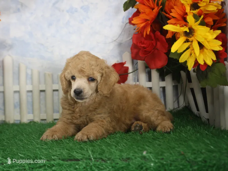 Charlie, AKC Champion Sired – Poodle - Toy  puppy for sale in Butler, MO
