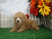 Charlie, AKC Champion Sired, a male Poodle - Toy  for sale in Butler, MO – 1 of 4