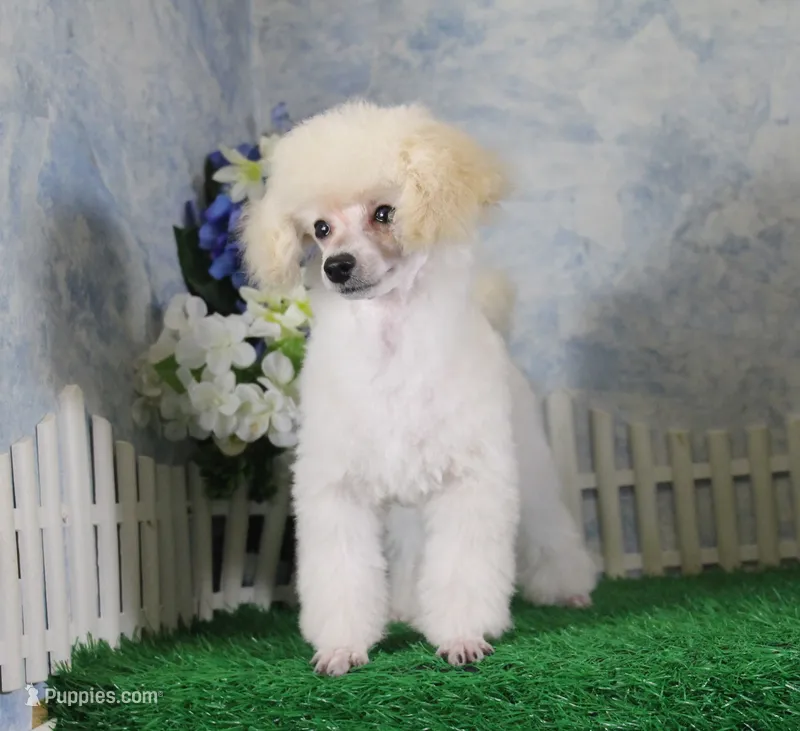 Stan, AKC Champion Sired – Poodle - Toy  puppy for sale in Butler, MO
