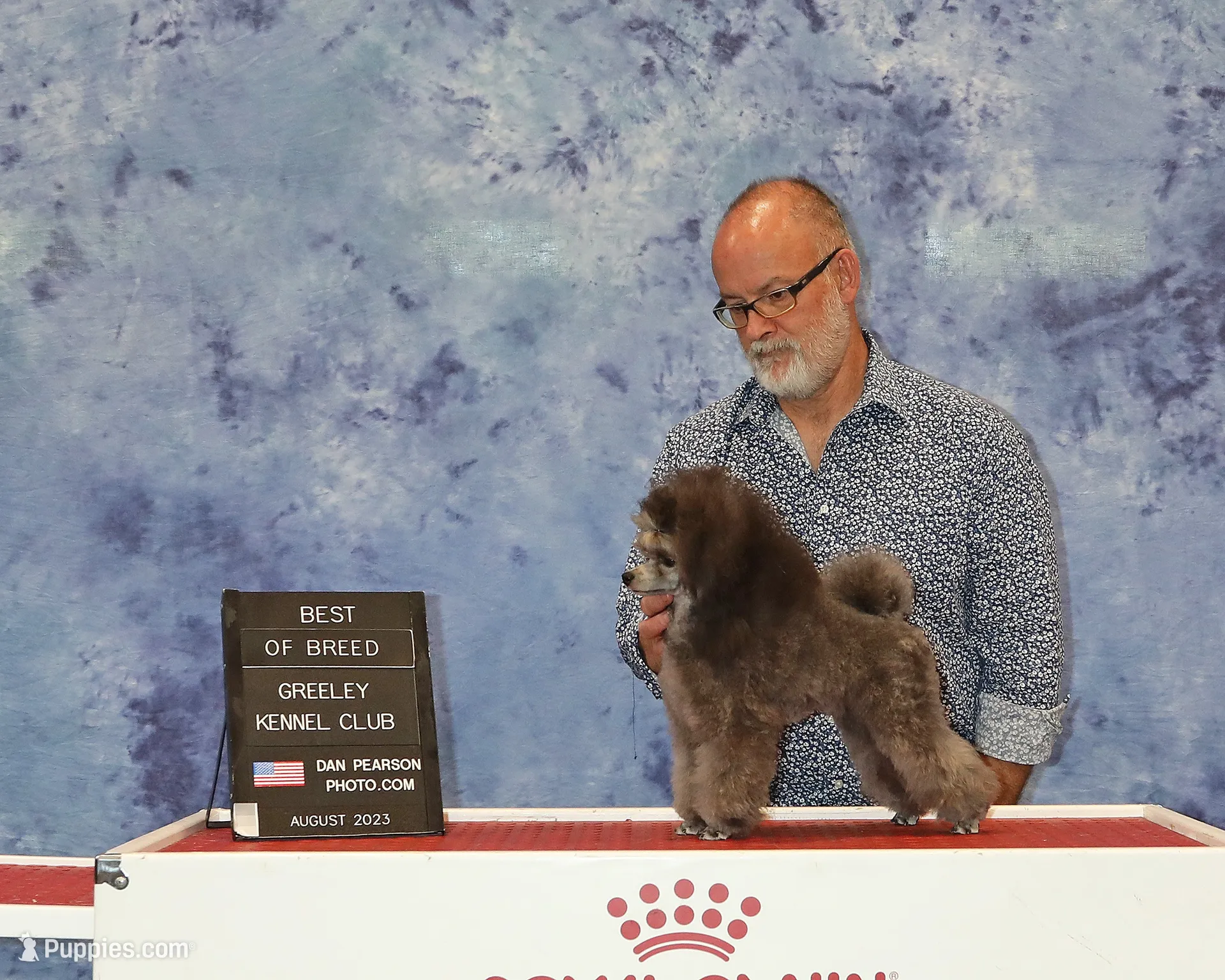 Roscoe, AKC Champion Sired, a male Poodle - Toy  for sale in Butler, MO – 5 of 6