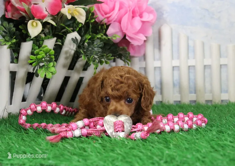 Tequilla, AKC Champion Sired – Poodle - Toy  puppy for sale in Butler, MO