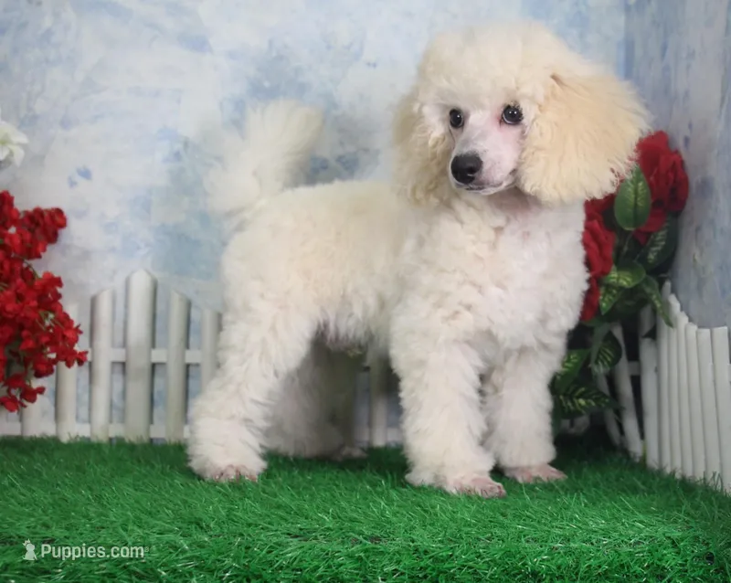 Joey, AKC Champion Sired