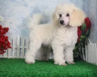 Joey, AKC Champion Sired, a male Poodle - Toy  for sale in Butler, MO – Photo 1 of 6
