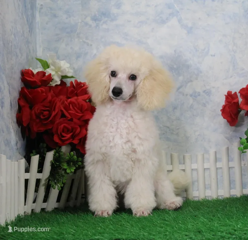 Joey, AKC Champion Sired