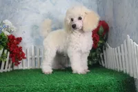 Joey, AKC Champion Sired, a male Poodle - Toy  for sale in Butler, MO – Photo 4 of 6