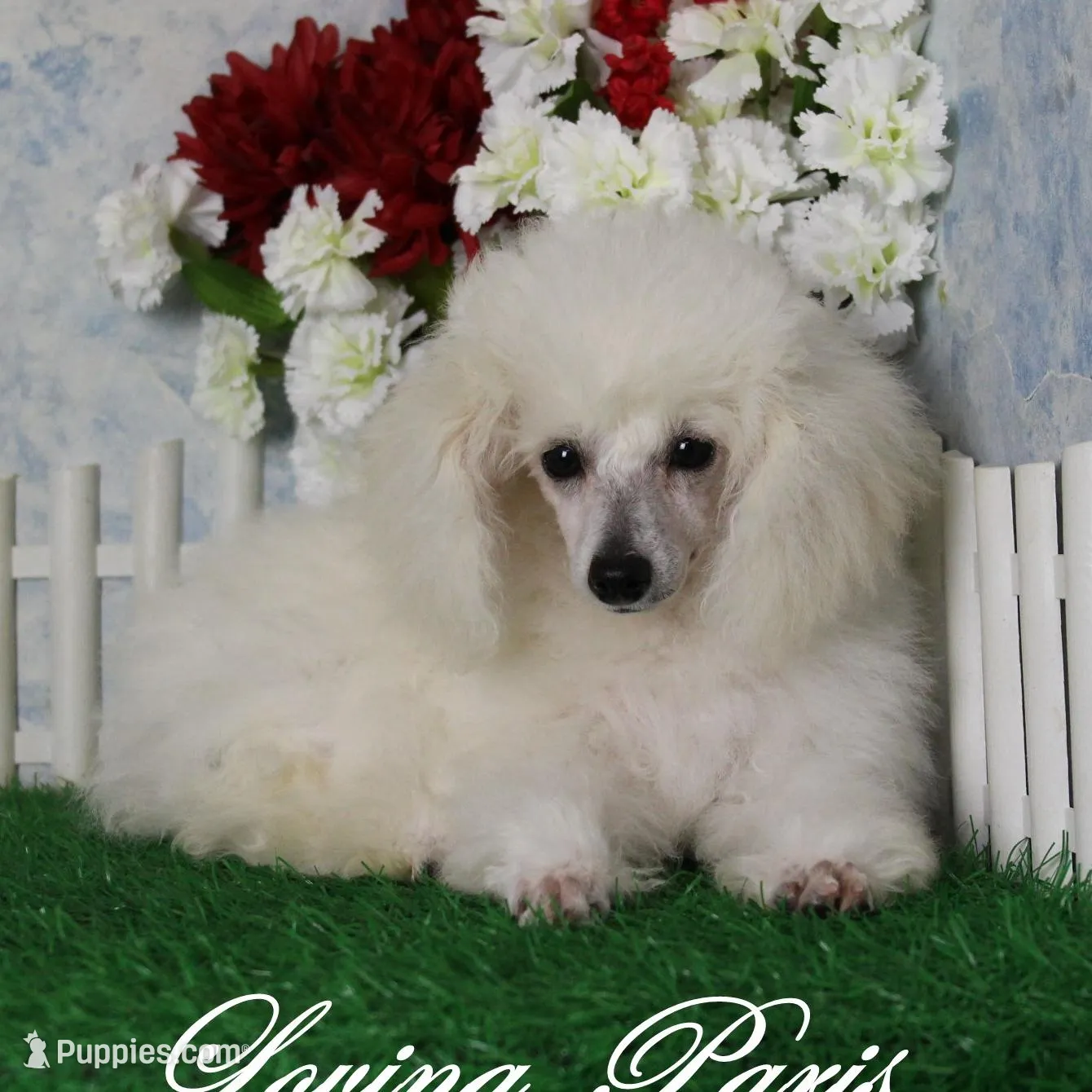 Joey, AKC Champion Sired, a male Poodle - Toy  for sale in Butler, MO – Photo 6 of 6