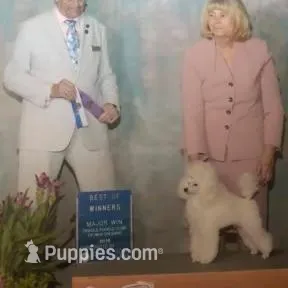 Joey, AKC Champion Sired, a male Poodle - Toy  for sale in Butler, MO – Photo 5 of 6