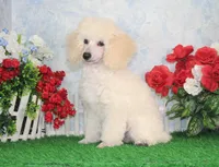 Joey, AKC Champion Sired, a male Poodle - Toy  for sale in Butler, MO – Photo 3 of 6