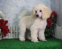 Joey, AKC Champion Sired, a male Poodle - Toy  for sale in Butler, MO – Photo 2 of 6