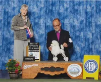 Roy, AKC Champion Sired, a male Poodle - Toy  for sale in Butler, MO – Photo 7 of 8