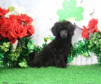Roy, AKC Champion Sired, a male Poodle - Toy  for sale in Butler, MO – Photo 4 of 8